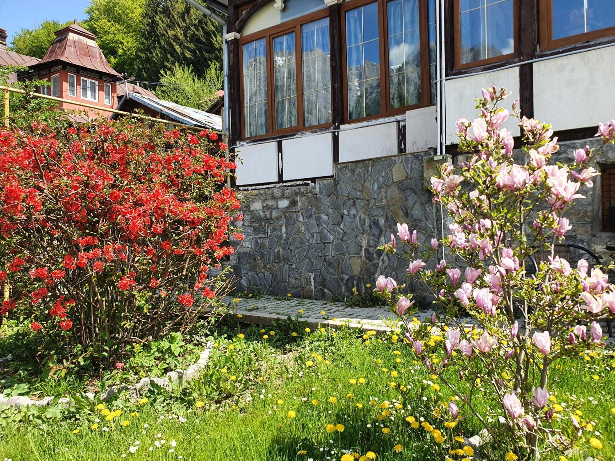 Vila Bradet Buşteni Exteriör bild