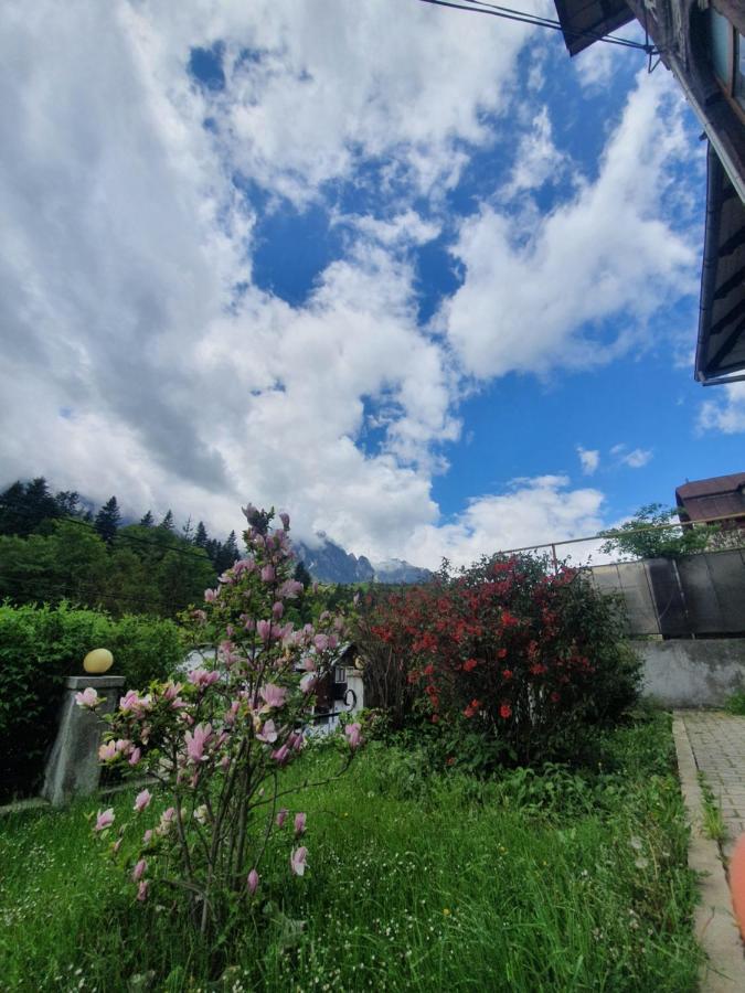 Vila Bradet Buşteni Exteriör bild